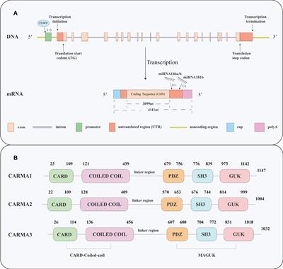 CARMA3: A potential therapeutic target in non-cancer diseases